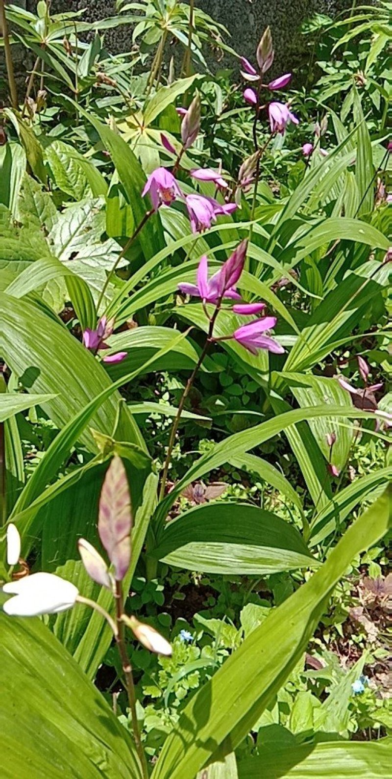 白芨苗种苗中药材白及云南紫花三叉大白芨驯化苗