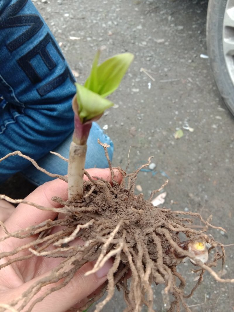 白芨苗种苗中药材白及云南紫花三叉大白芨驯化苗