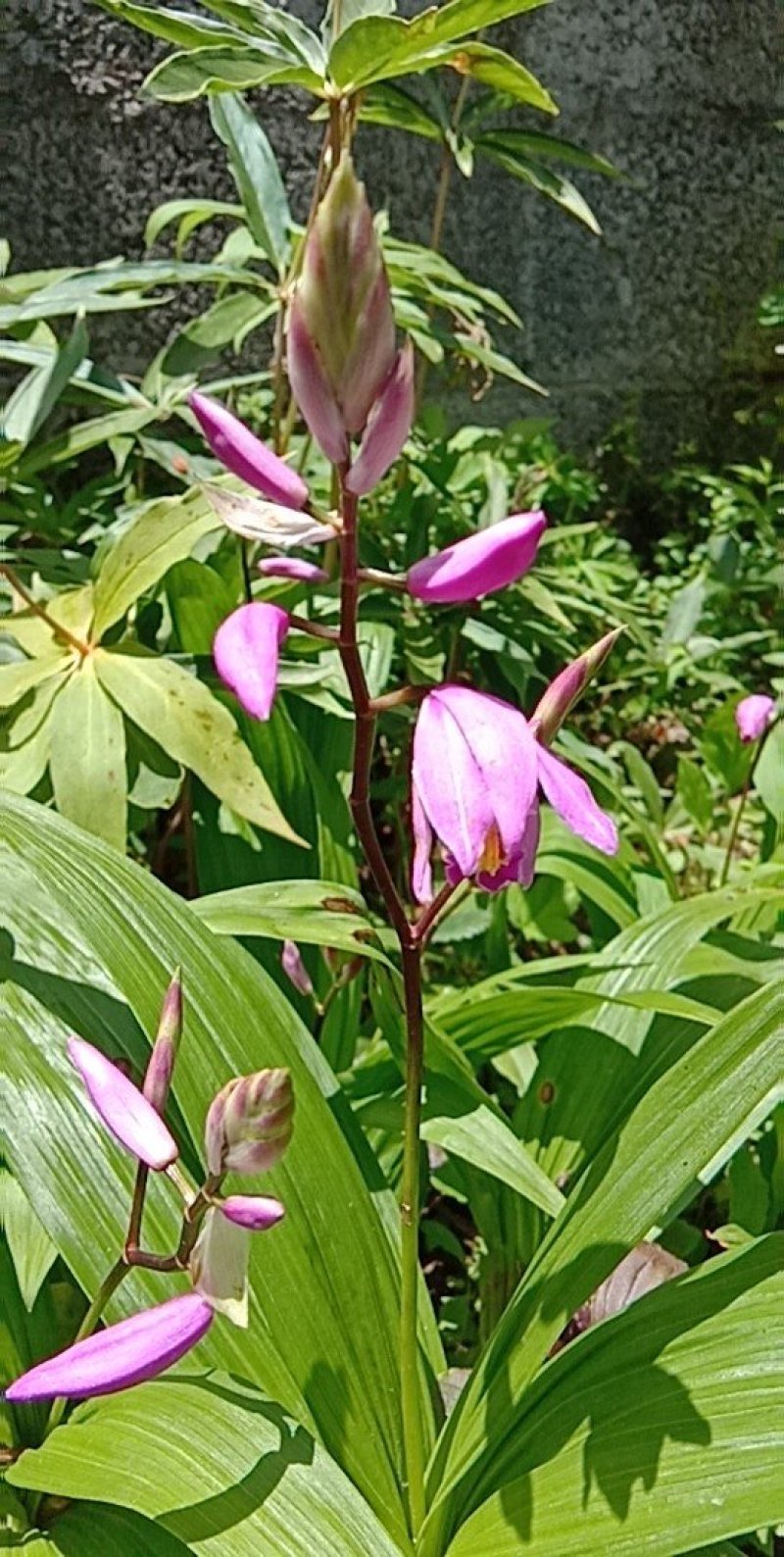 白芨苗种苗中药材白及云南紫花三叉大白芨驯化苗