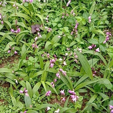 白芨苗种苗中药材白及云南紫花三叉大白芨驯化苗