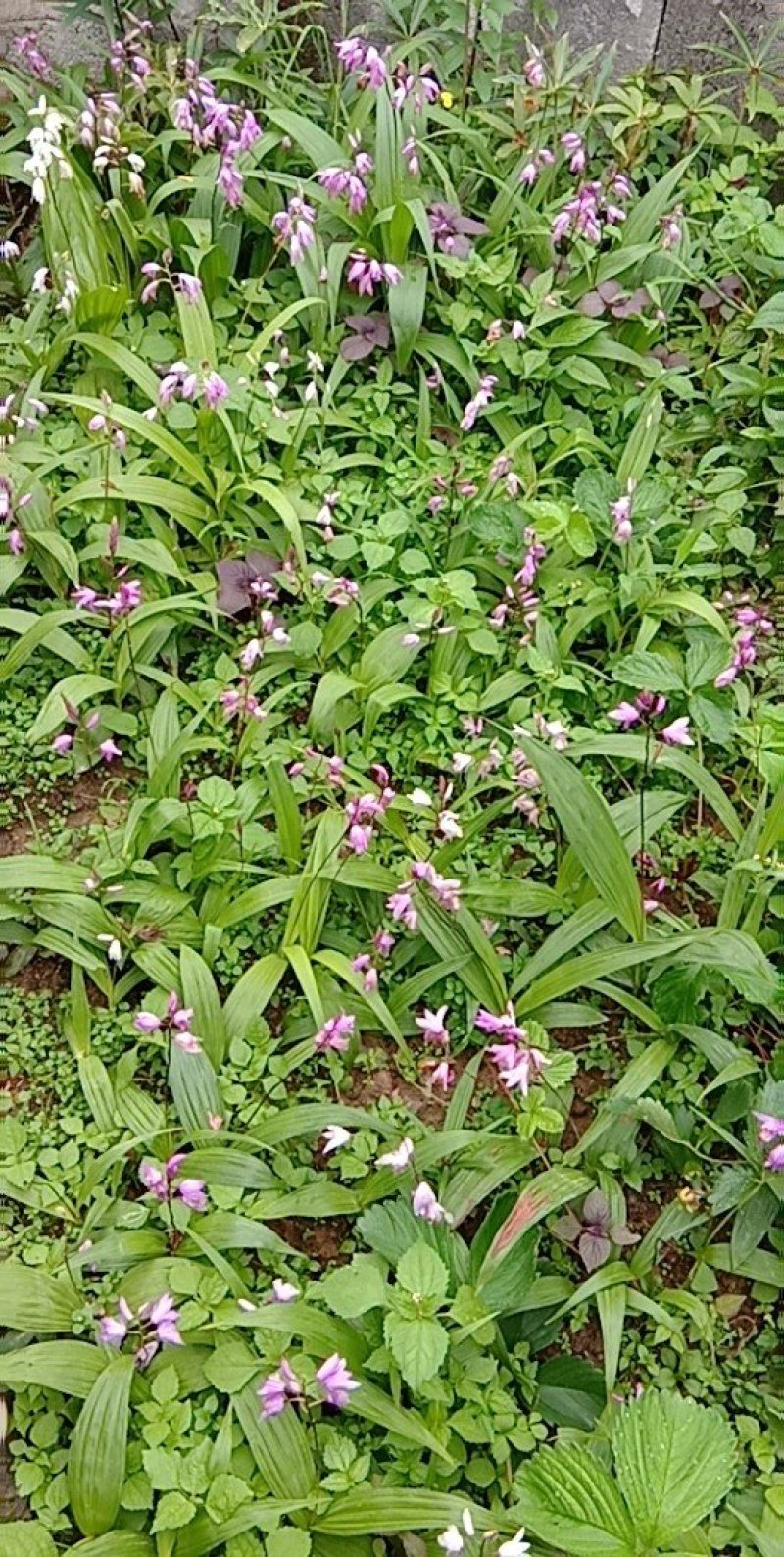 白芨苗种苗中药材白及云南紫花三叉大白芨驯化苗