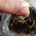 白芨苗种苗中药材白及云南紫花三叉大白芨驯化苗
