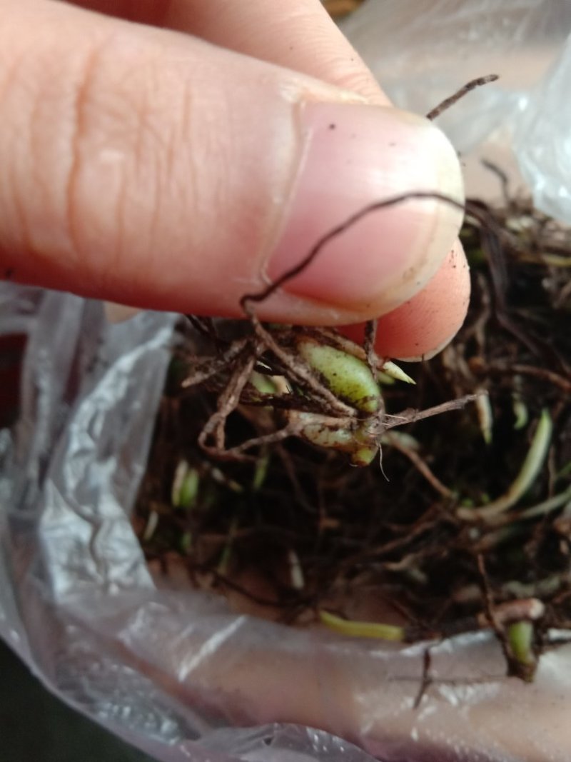 白芨苗种苗中药材白及云南紫花三叉大白芨驯化苗