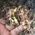 白芨苗种苗中药材白及云南紫花三叉大白芨驯化苗
