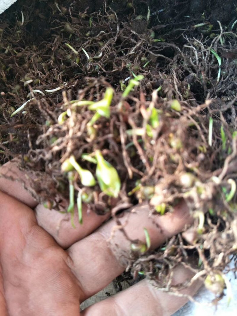 白芨苗种苗中药材白及云南紫花三叉大白芨驯化苗