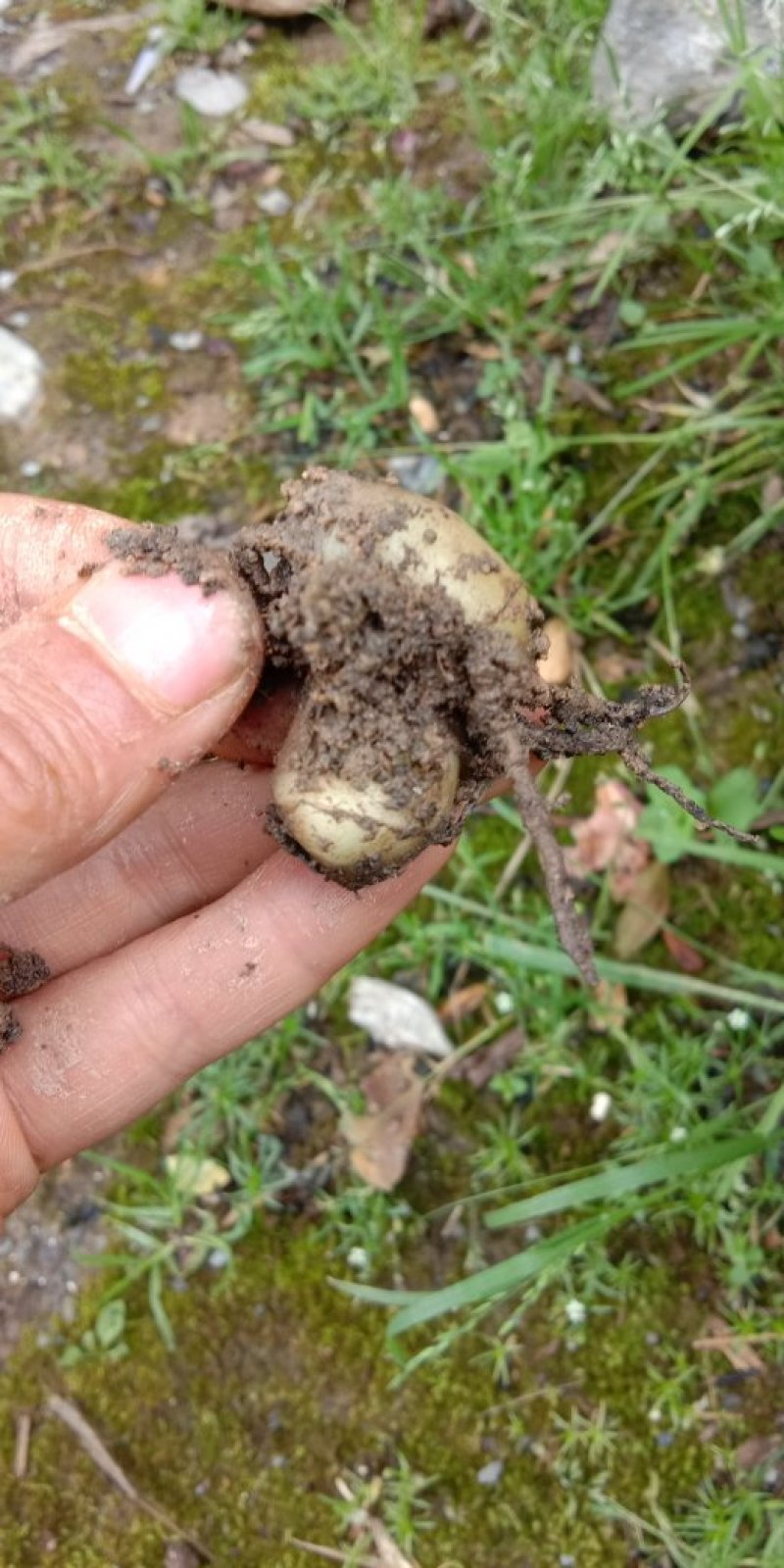 白芨苗种苗中药材白及云南紫花三叉大白芨驯化苗