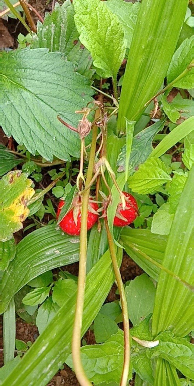白芨苗种苗中药材白及云南紫花三叉大白芨驯化苗