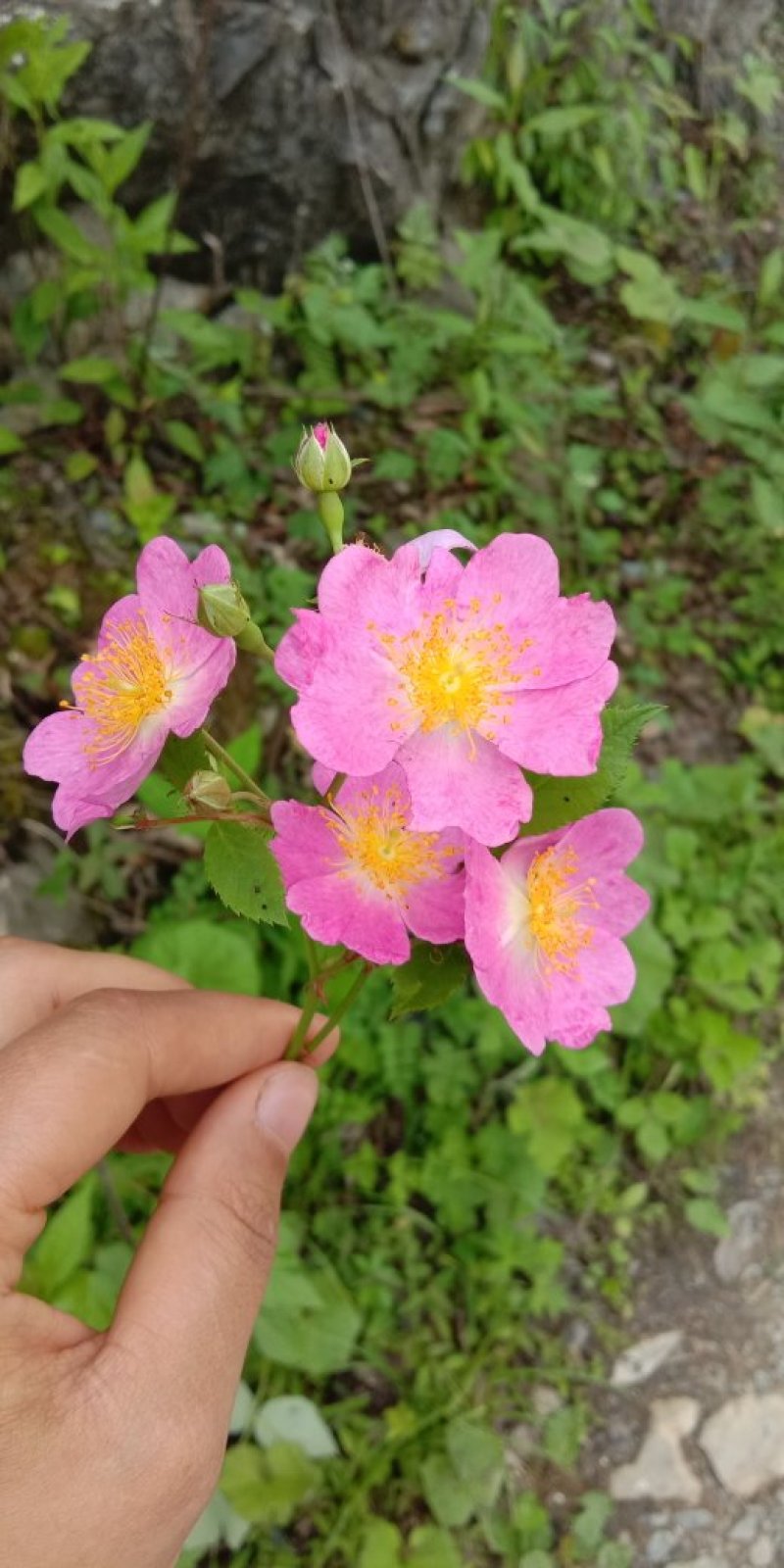 开到荼蘼花事了山蔷薇花野蔷薇花悬钩子蔷薇花攀援蔷薇花苗野