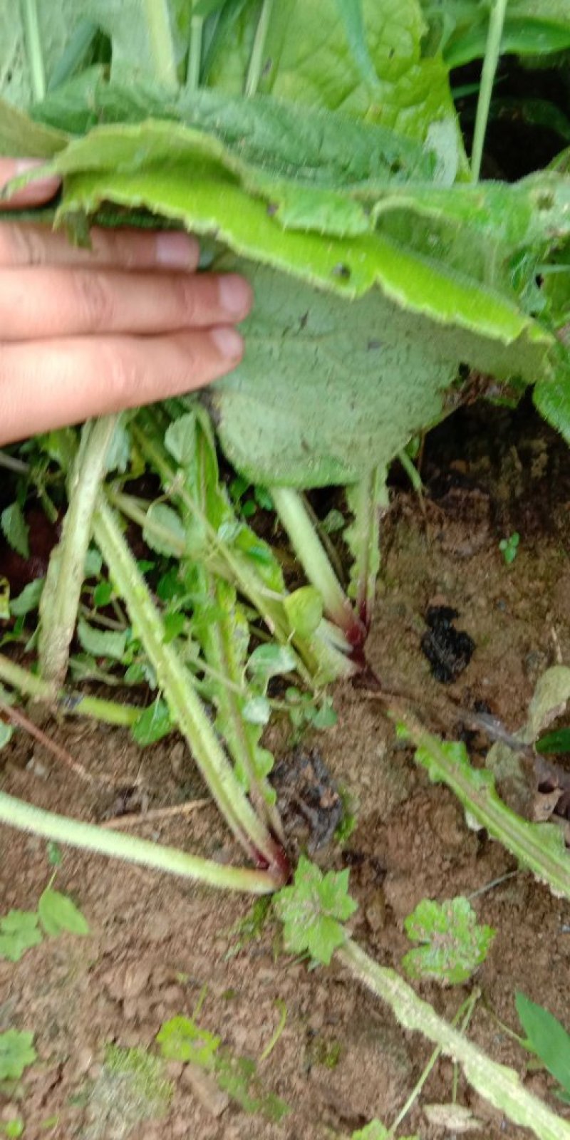 云木香苗种子新鲜云木香苗种苗种子庭院阳台植物耐