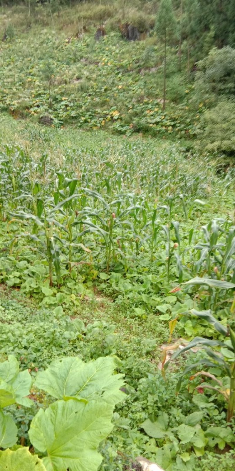 云木香苗种子新鲜云木香苗种苗种子庭院阳台植物耐