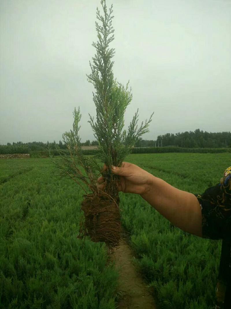 沙地柏（杯苗）自家种植，无中介，成活率高，规格齐全