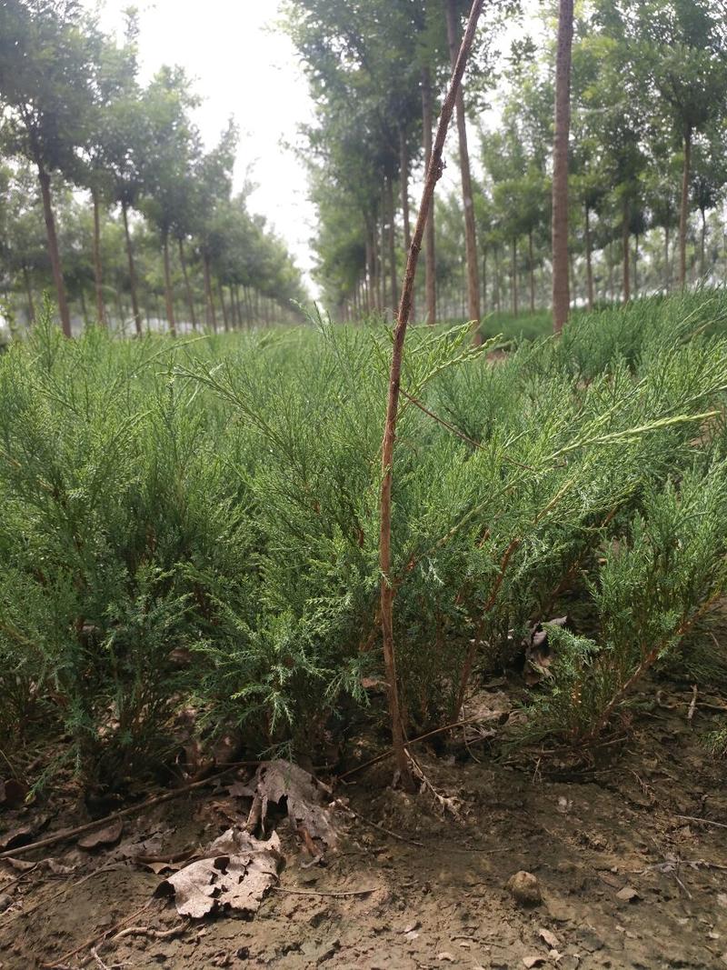 沙地柏（杯苗）自家种植，无中介，成活率高，规格齐全