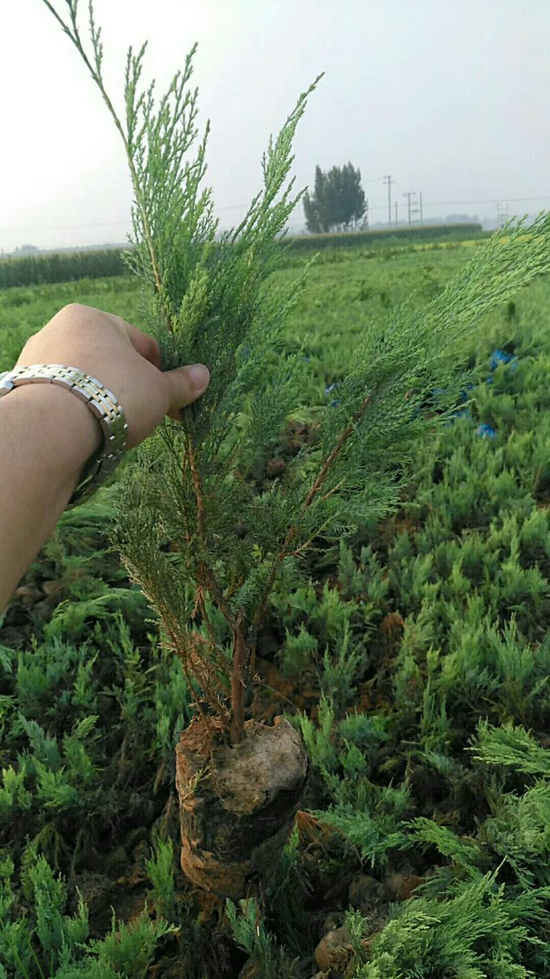 沙地柏（杯苗）自家种植，无中介，成活率高，规格齐全