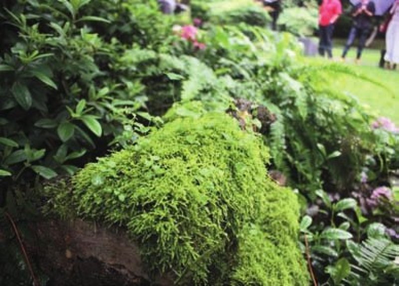 各种苔藓青苔苔藓植物鲜活假山水陆雨林缸盆景造景铺面