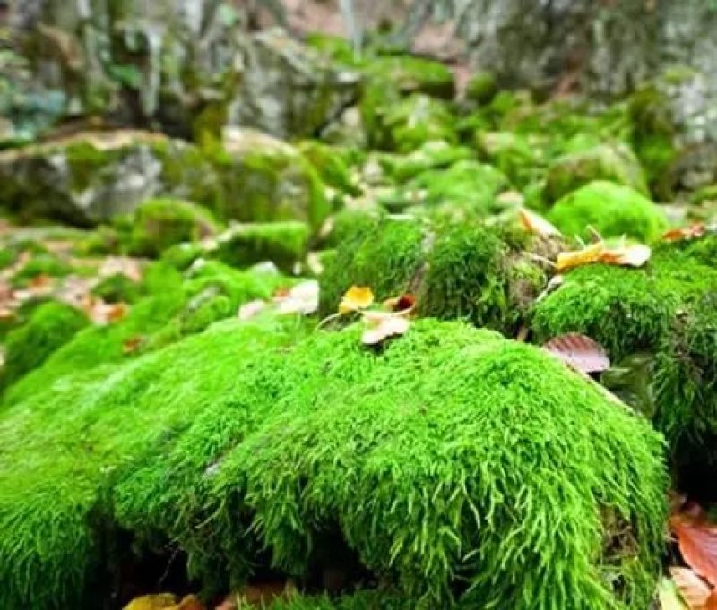 各种苔藓青苔苔藓植物鲜活假山水陆雨林缸盆景造景铺面