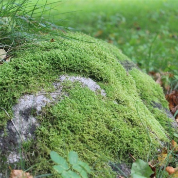 各种苔藓青苔苔藓植物鲜活假山水陆雨林缸盆景造景铺面