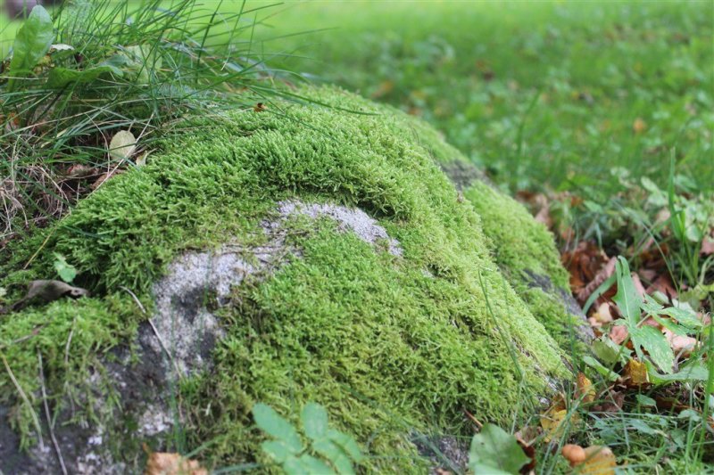 各种苔藓青苔苔藓植物鲜活假山水陆雨林缸盆景造景铺面