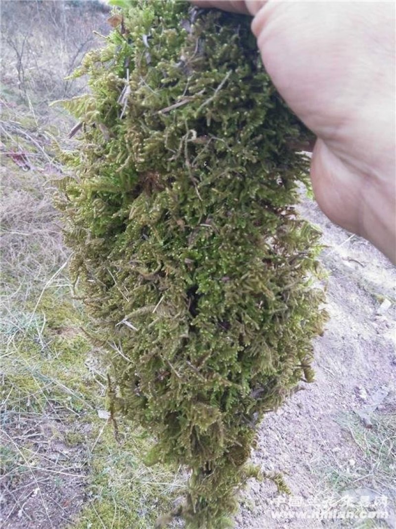 各种苔藓青苔苔藓植物鲜活假山水陆雨林缸盆景造景铺面