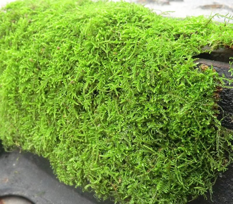 各种苔藓青苔苔藓植物鲜活假山水陆雨林缸盆景造景铺面