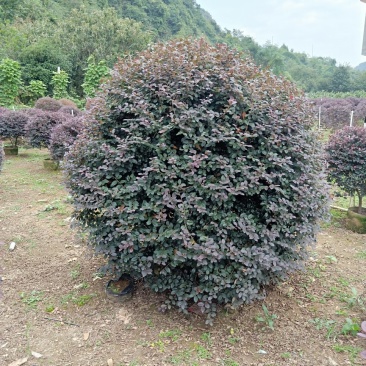 红继木球