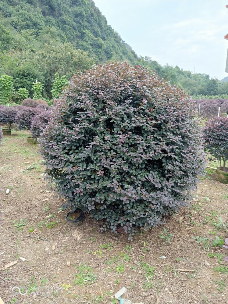 红继木球