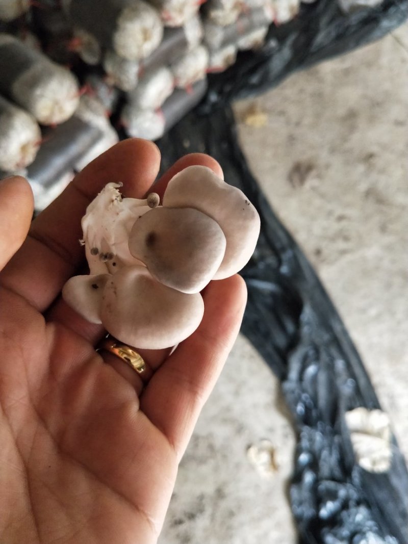 高产优质棉壳掺玉米芯菌包
