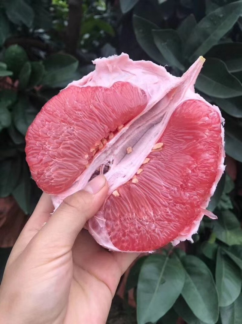 平和蜜柚，红肉，白柚，三红柚橙肉蜜柚
