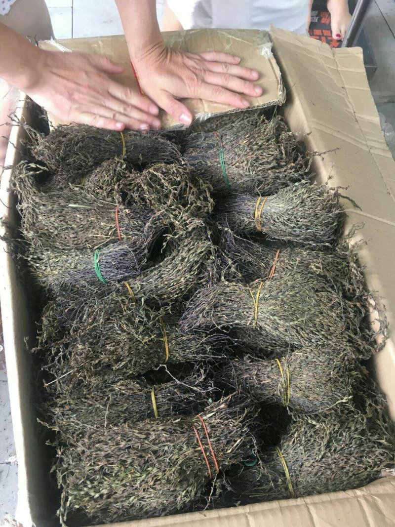独脚金