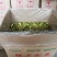 【爆款】广西农家新品干剑花(新鲜霸王花干)保质保量