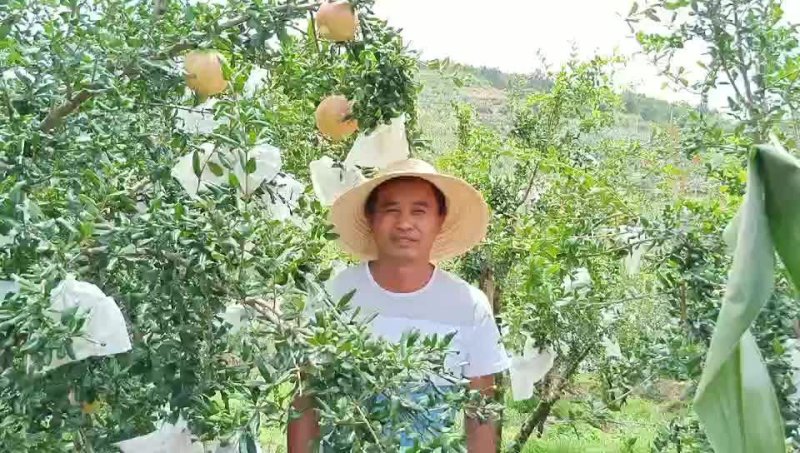 四川会理突尼斯软籽石榴，入口即化口感好，保质保量，货源充足。