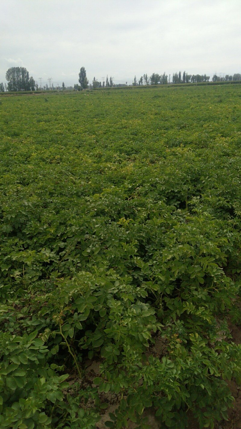 甘肃定西临洮精品土豆长年大量供应云南，贵州，四川各地