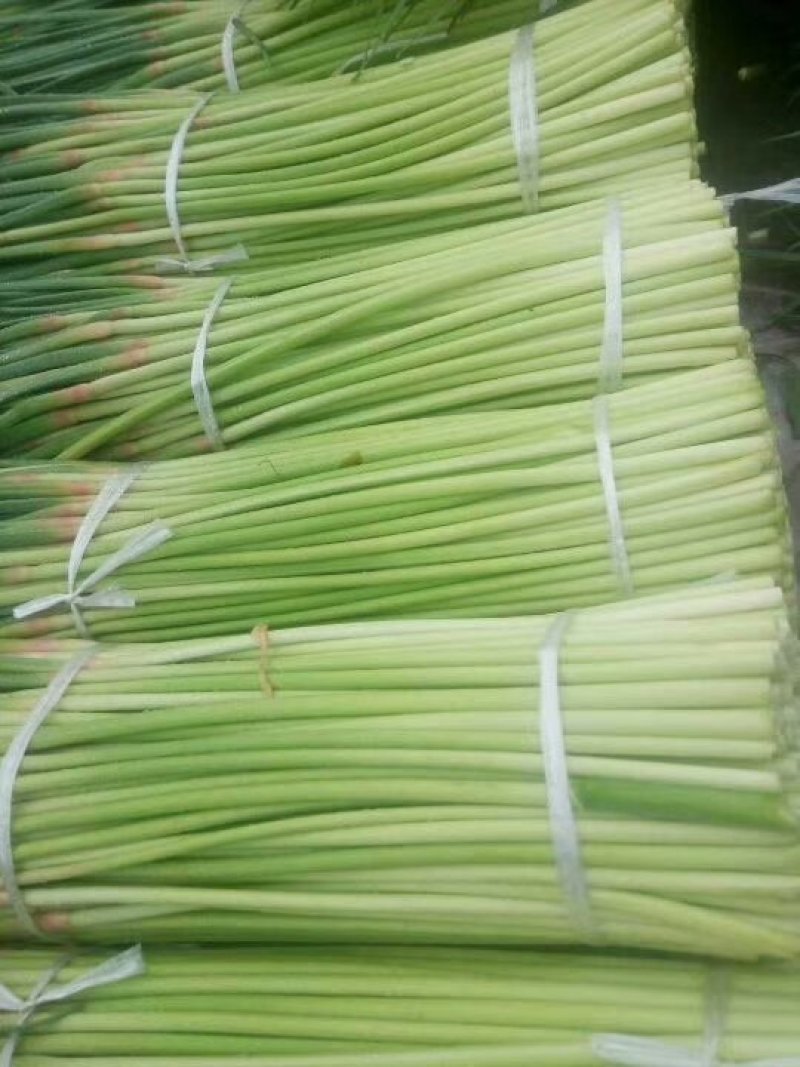 红帽蒜薹，精品精品一手货源，价格便宜，接单了精品蒜台儿。