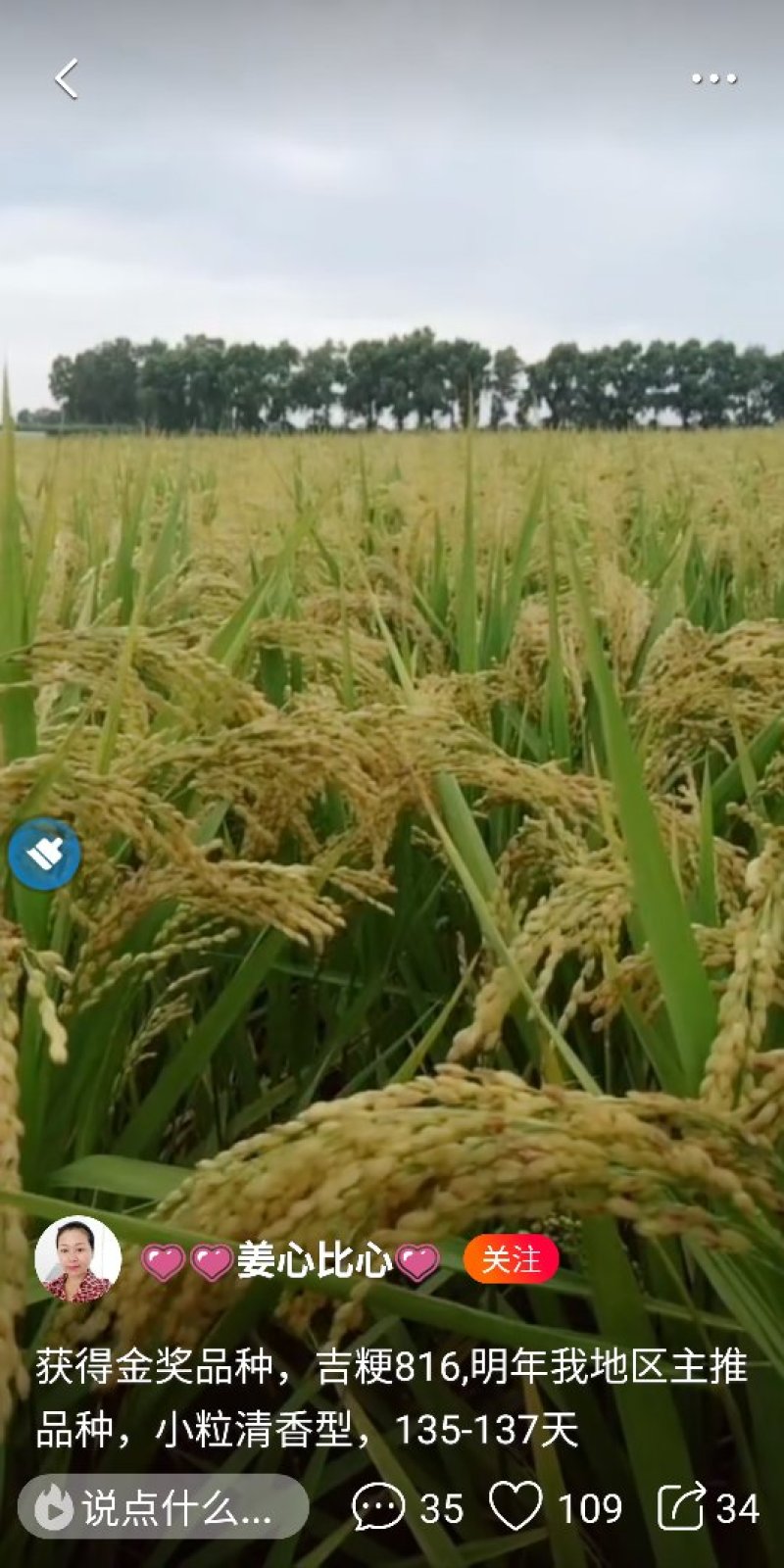 大米