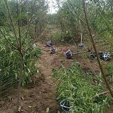 桃树绿化山桃苗，土球裸根上车