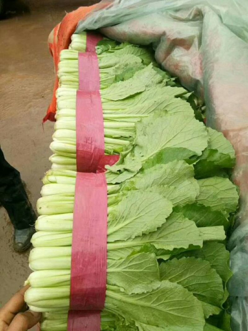精品蔬菜