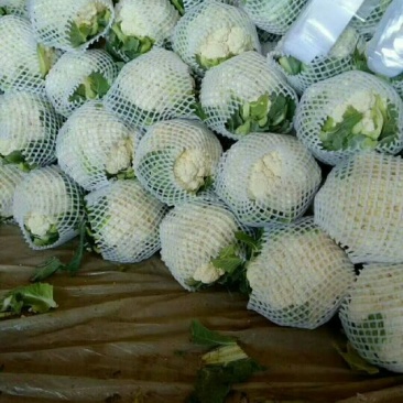 精品蔬菜