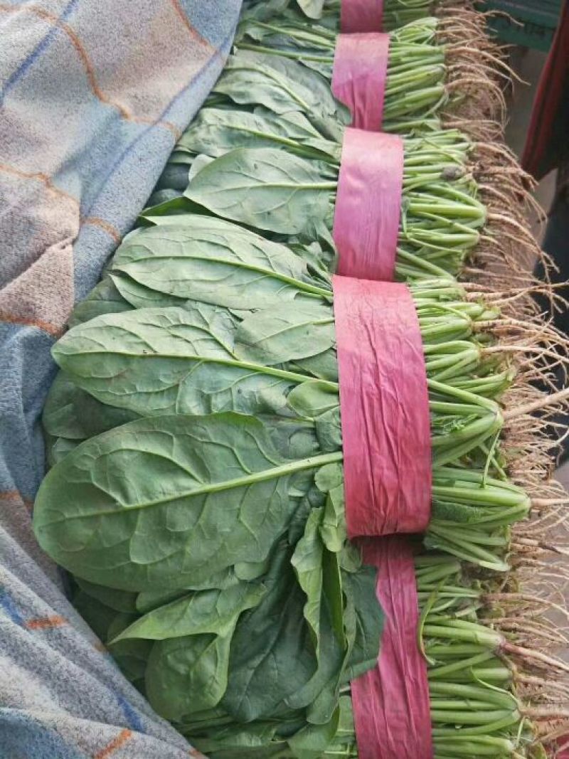 精品蔬菜