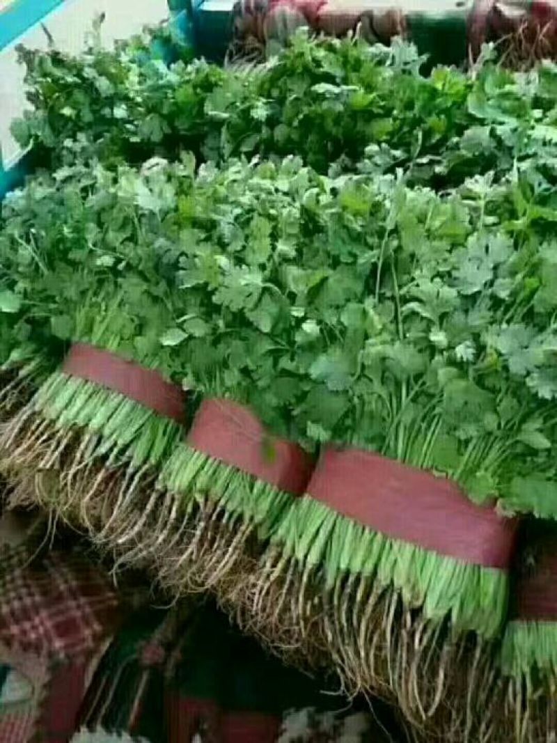 精品蔬菜