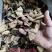 陈皮