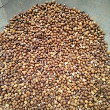 长年供应苦参种子，颗粒饱满发芽率高到90%