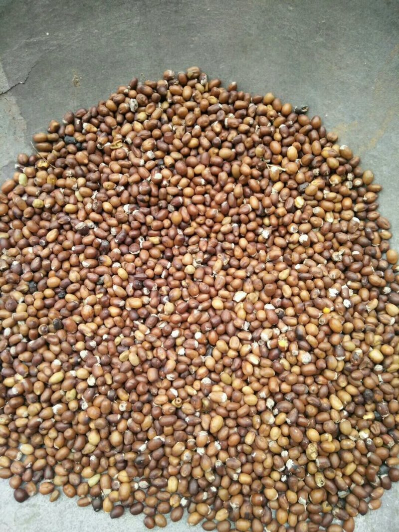 长年供应苦参种子，颗粒饱满发芽率高到90%