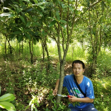 八月桂地径5一8公分大量有货，欢迎来电，