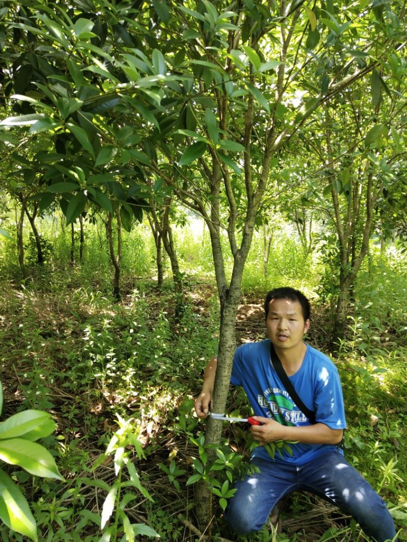 八月桂地径5一8公分大量有货，欢迎来电，