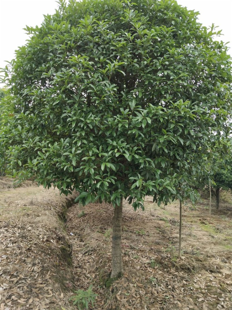 八月桂地径5一8公分大量有货，欢迎来电，