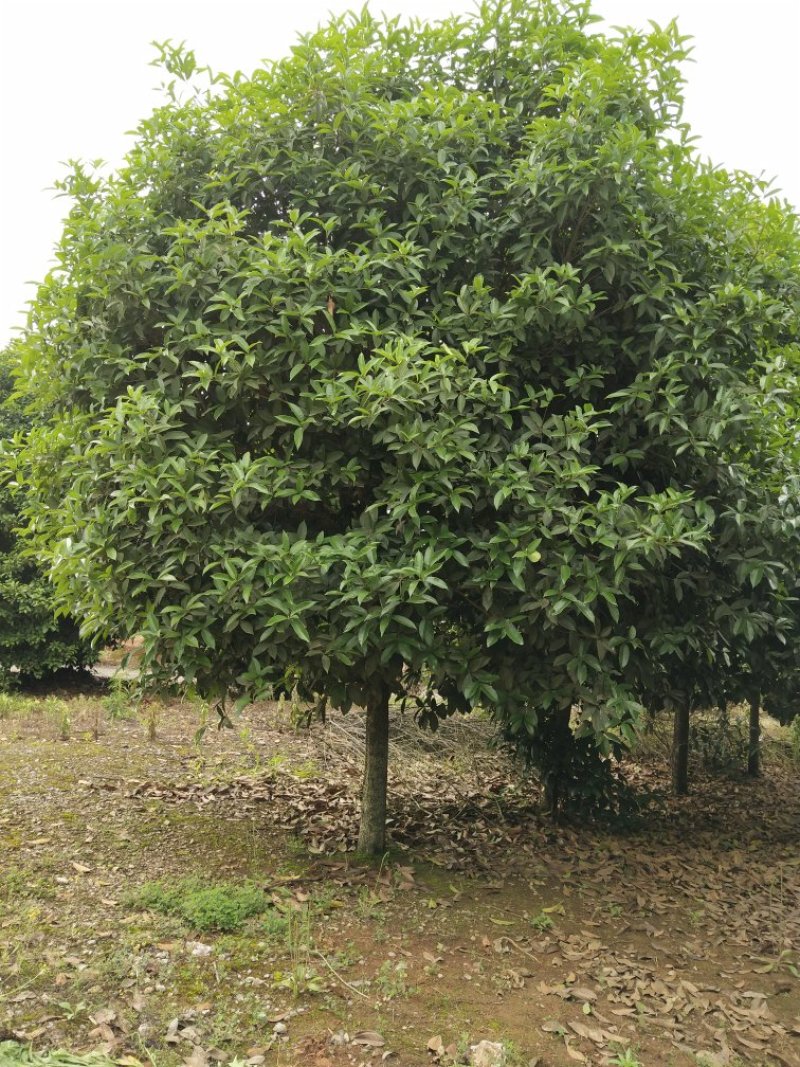 八月桂地径5一8公分大量有货，欢迎来电，