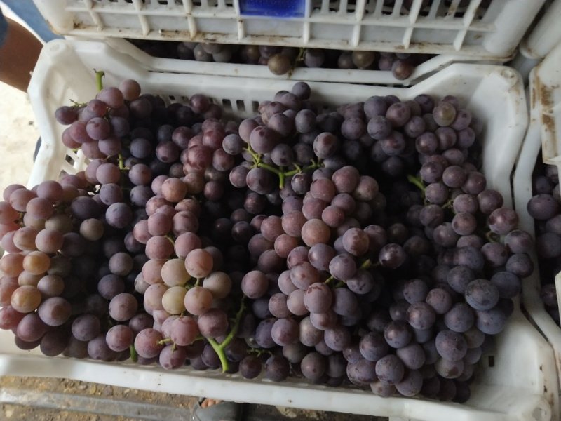 巨峰葡萄货源充足
