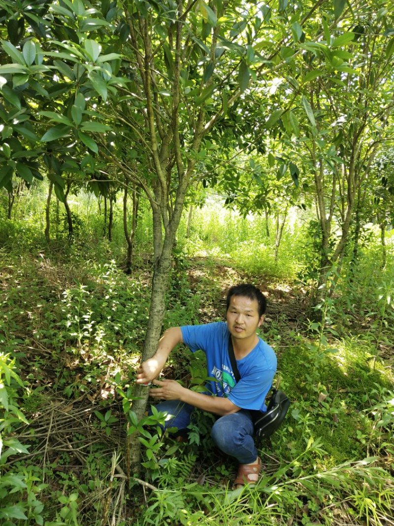 八月桂地径5一8公分大量有货，欢迎来电，