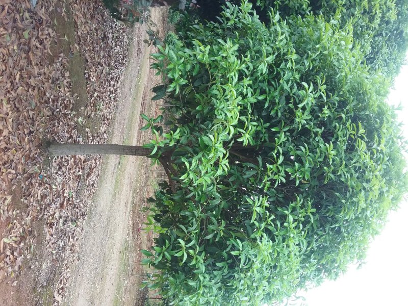 八月桂地径5一8公分大量有货，欢迎来电，