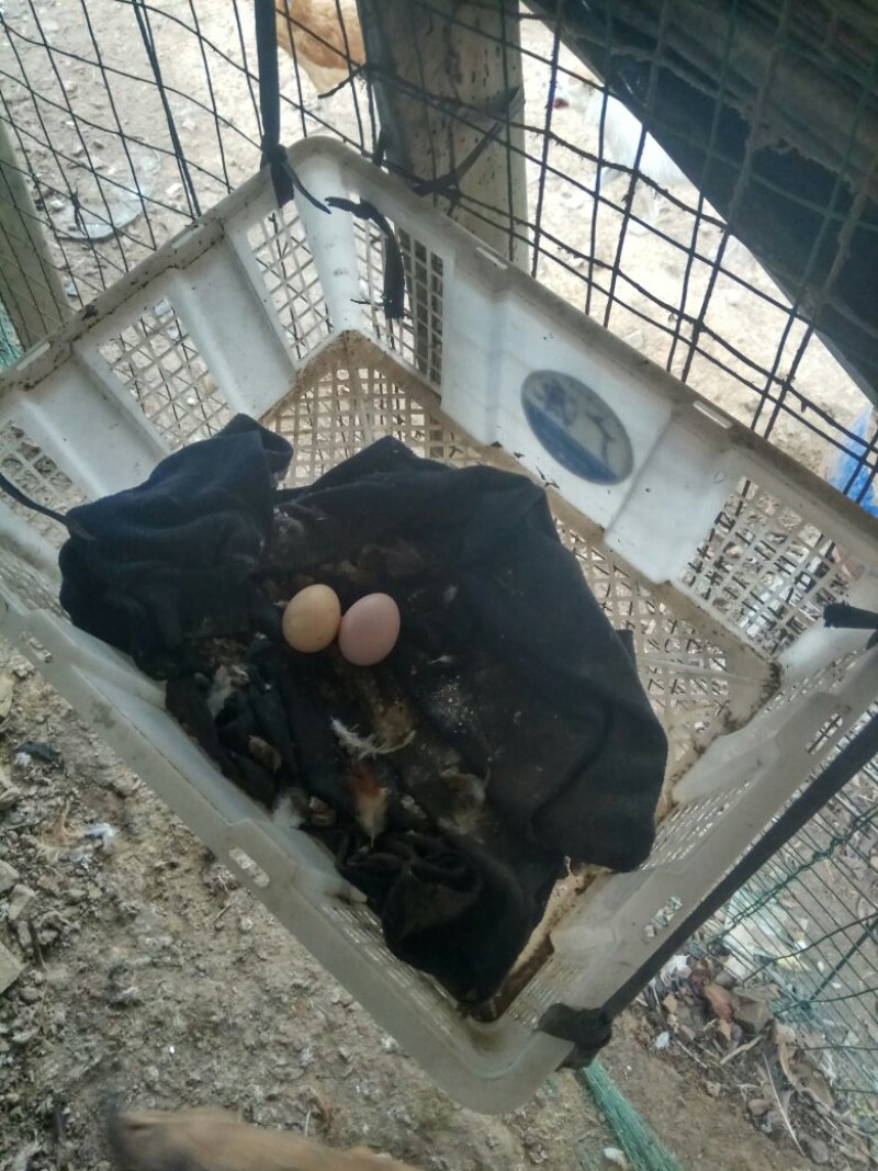 散养土鸡蛋