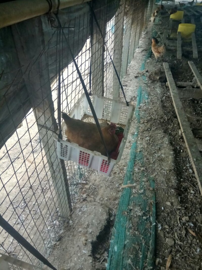 散养土鸡蛋
